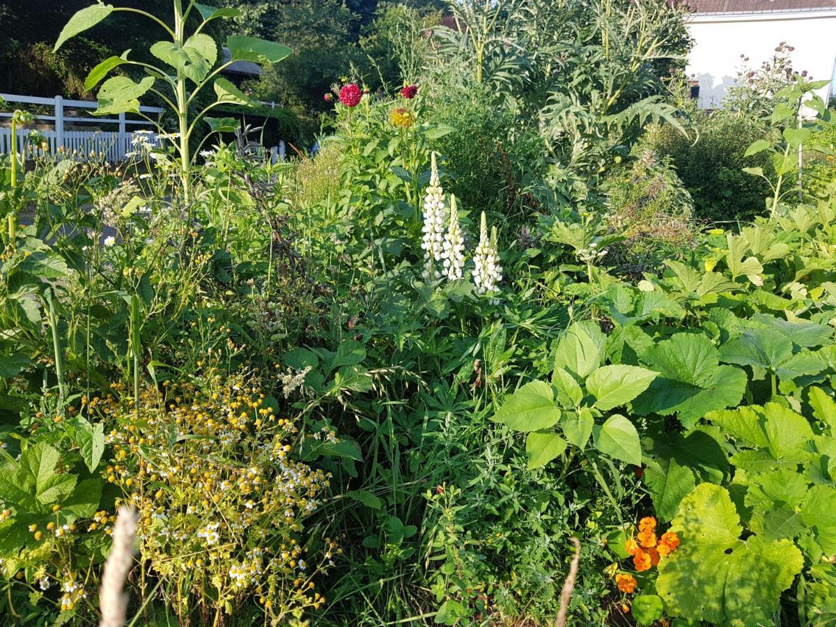 Bed and Breakfast Les Lupins Этрета Экстерьер фото